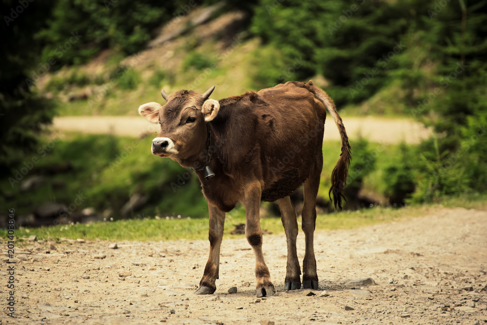 Single funny calf staying on the mountain road, agricultural eco concept Single funny calf staying on the mountain road, agricultural eco concept