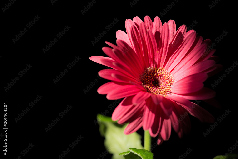 a flower in the dark under the rays of the sun a flower in the dark under the rays of the sun