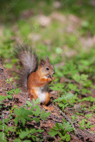 squirrel in spring