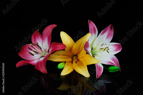 beautiful lilies and reflection