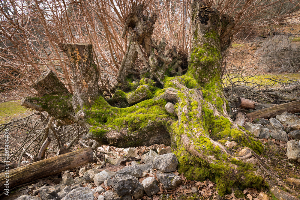 Remains and roots of a very old tree in a forest in Croatia