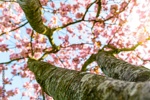 View from below of a blossoming Japanese cherry tree with the rays of the rising sun passing through the pink flowers.
