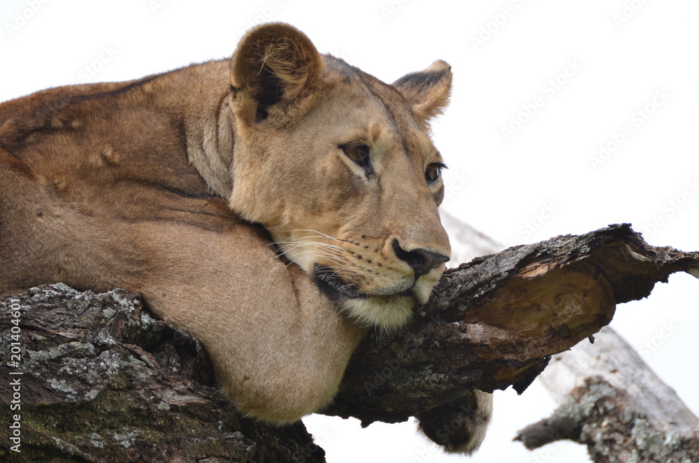 Obraz premium lionne tarangire2