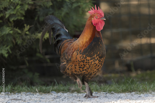 rooster in the farm