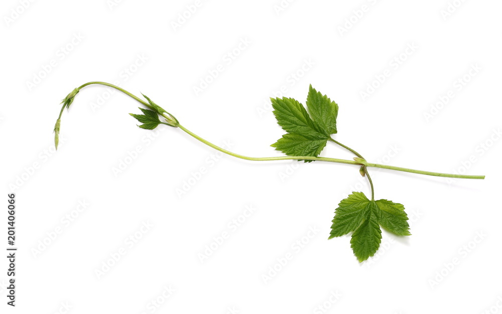 Fototapeta premium young wild raspberry leaf on isolated white background