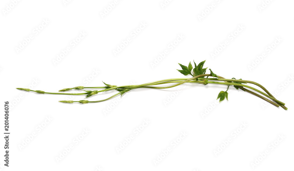 Fototapeta premium young wild raspberry leaf on isolated white background