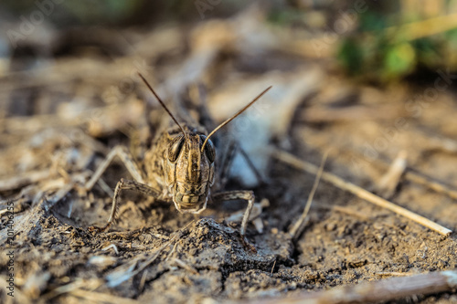 Portrait of brown locust in the wild. Calliptamus italicus close-up. Pest insect. Limited depth of field. © nskyr2