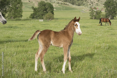 Sabino Filly