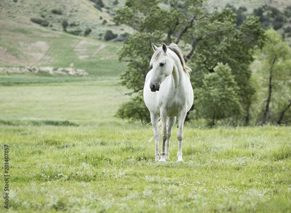Obraz premium Gray Mare Arched Neck