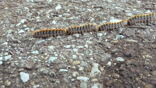 four caterpillars crawling in single file on asphalted road photo