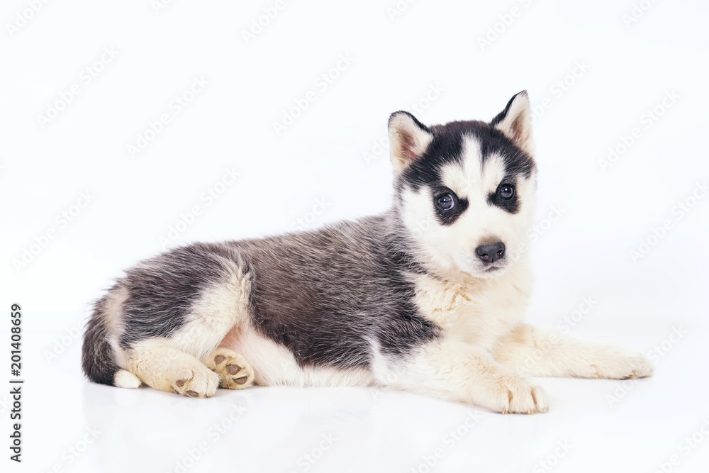 Adorable black and white Siberian Husky puppy with brown eyes lying down indoors on a white background Adorable black and white Siberian Husky puppy with brown eyes lying down indoors on a white background