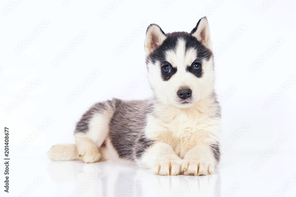 Adorable black and white Siberian Husky puppy with brown eyes lying down indoors on a white background