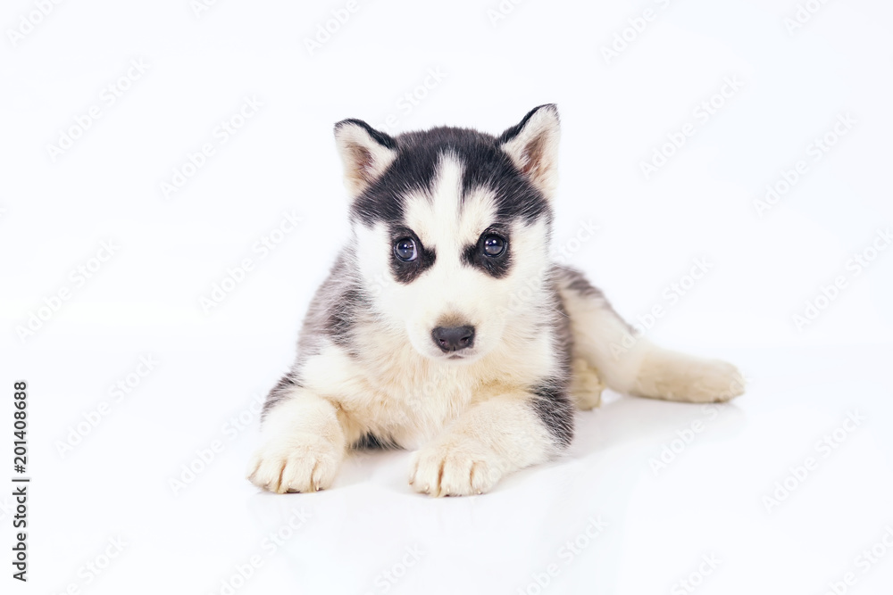 Adorable black and white Siberian Husky puppy with brown eyes lying down indoors on a white background Adorable black and white Siberian Husky puppy with brown eyes lying down indoors on a white background