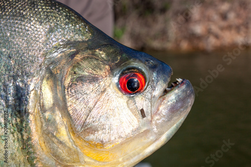 Kopf vom Piranha mit blutrote Augen photo