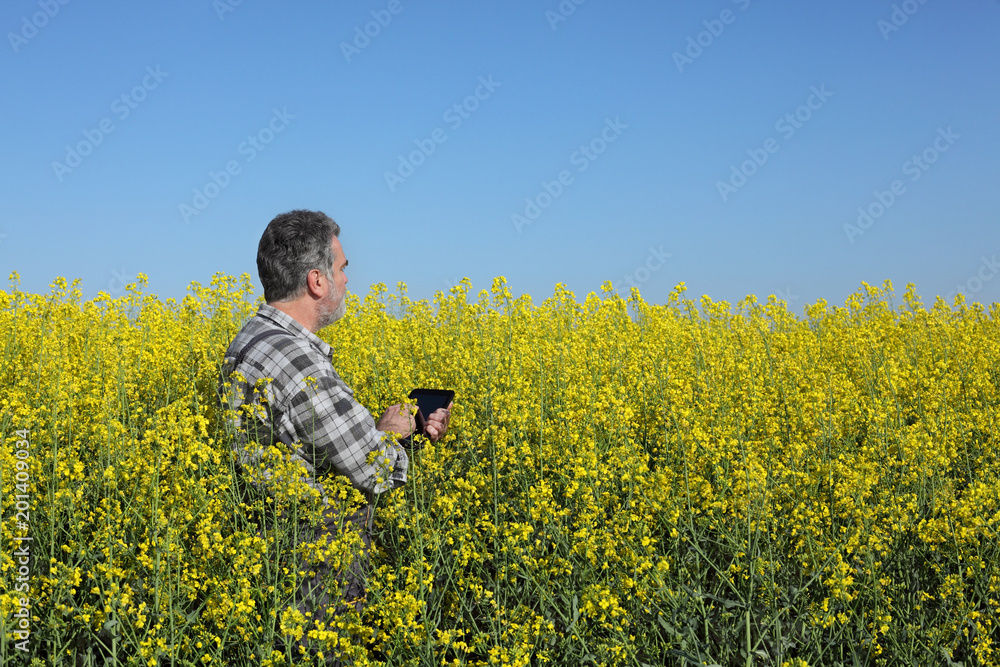 Agronomist or farmer examining blossoming canola field with tablet in hand, rapeseed plant, early spring Agronomist or farmer examining blossoming canola field with tablet in hand, rapeseed plant, early spring