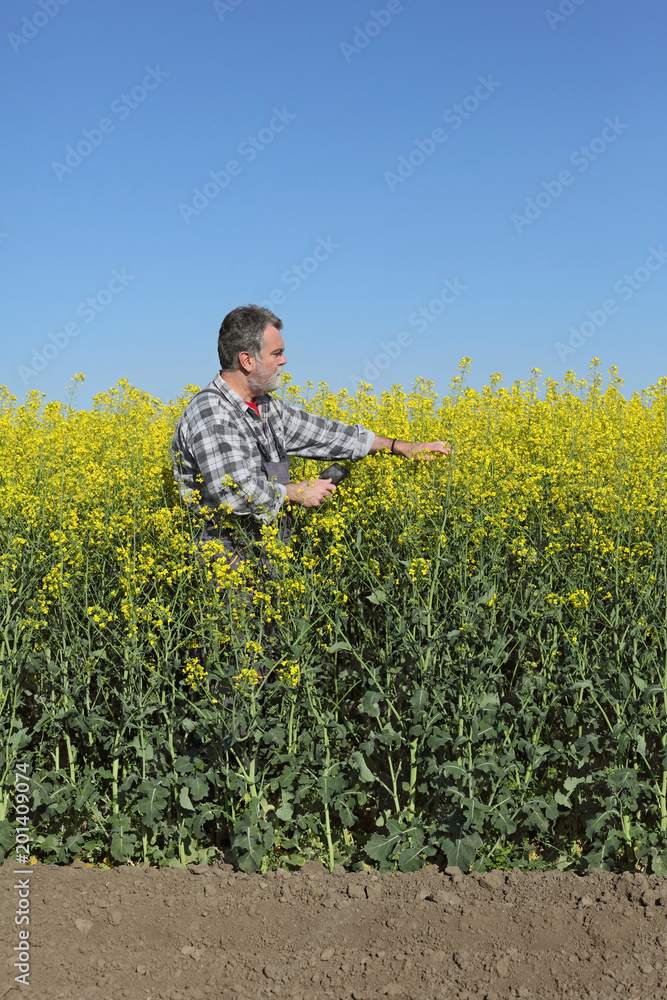 Agronomist or farmer examining blossoming canola field with tablet in hand, rapeseed plant, early spring Agronomist or farmer examining blossoming canola field with tablet in hand, rapeseed plant, early spring