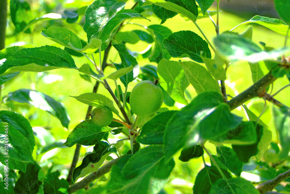 immature green apples on a young tree