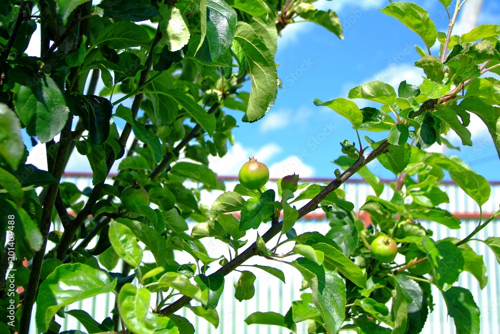 Obraz premium immature green apples on a young tree