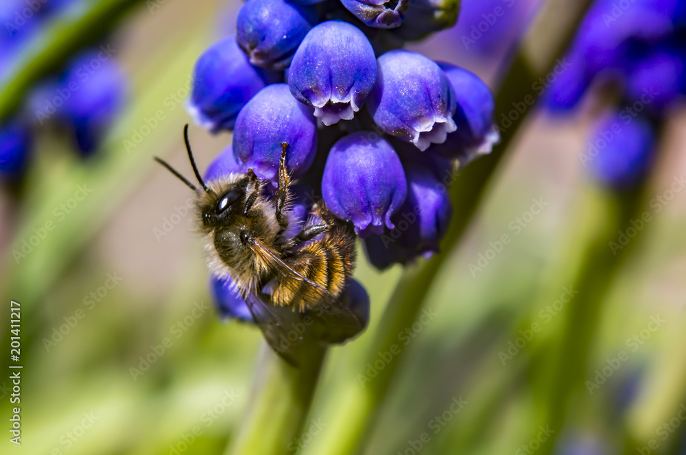 wild bee and hyacinthe in spring season wild bee and hyacinthe in spring season