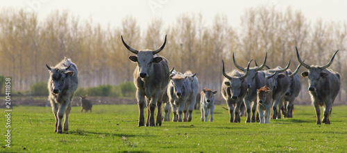 Herd of Hungarian Grey cattle cows with long dangerous horn