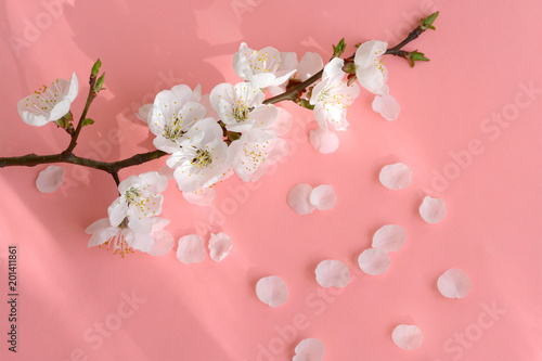 Spring blossom. Apricot flowers close-up on a pink background