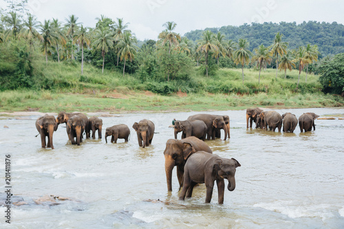 Elephants in the river. Sri Lanka. Group of elephants watering bathing in a tropical river Pinnawala. Animals.