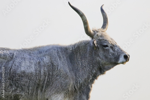 Portrait of a Hungarian Grey bull photo