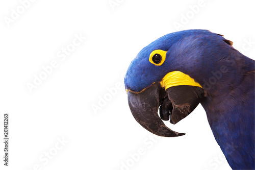 Head of Hyacinth macaw on white background
