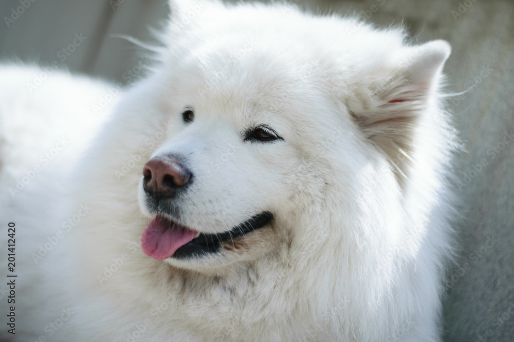 a portrait of the samoyed. a dog with his tongue hanging out a portrait of the samoyed. a dog with his tongue hanging out