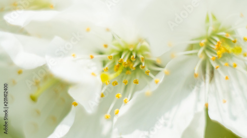 Macro Cherry blossom springtime flowers
