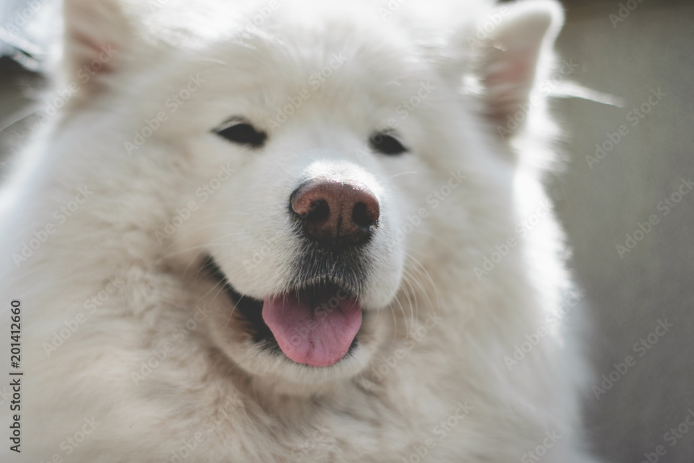 a portrait of the samoyed. a dog with his tongue hanging out