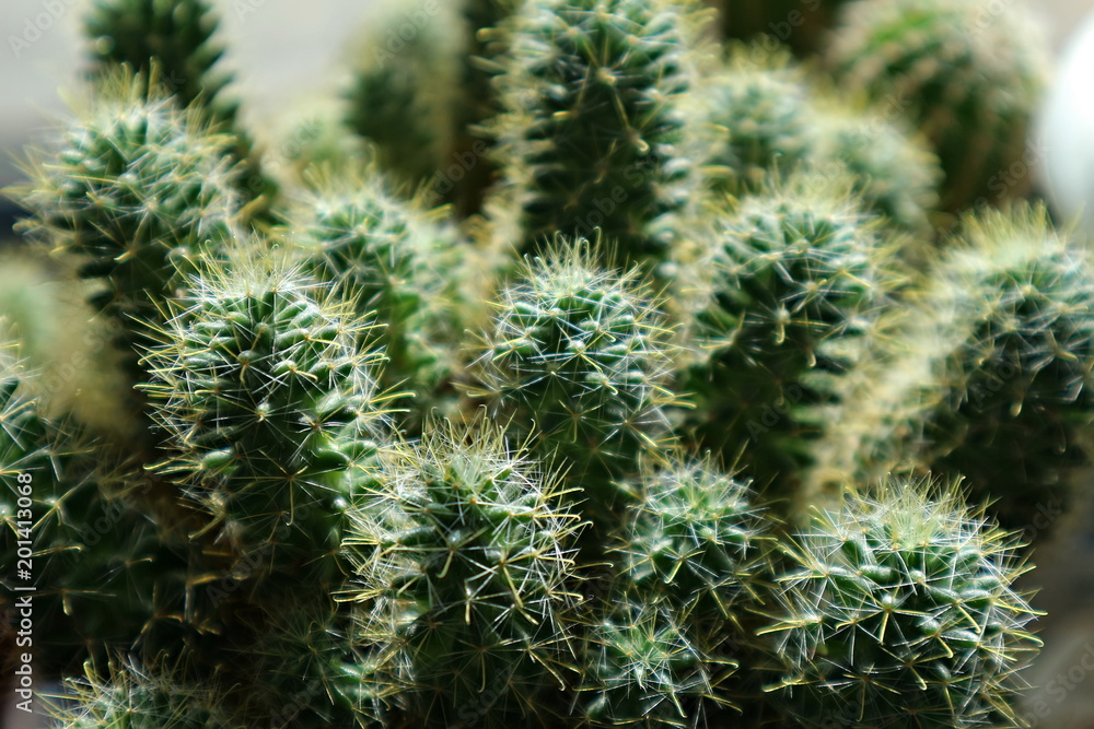 Small cacti. Macro Small cacti. Macro