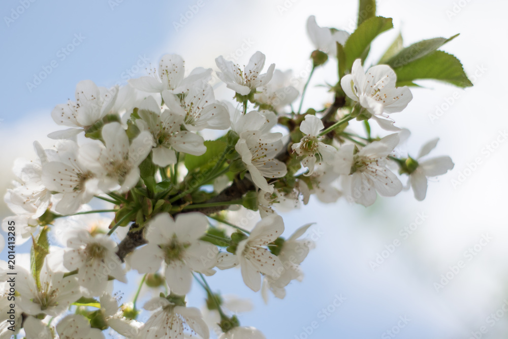 blooming trees. a branch of cherry blossoms, sakura. beautiful spring season blooming trees. a branch of cherry blossoms, sakura. beautiful spring season