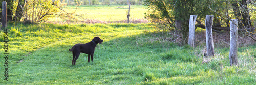 hübscher brauner Labrador auf Feld und Wiesen beim Spaziergang im Sommer