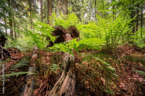 Farngewächse und Unterholz im Wald