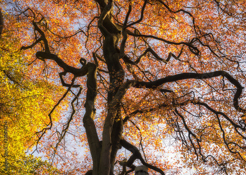 Abstract Branches Autumn tree UK photo