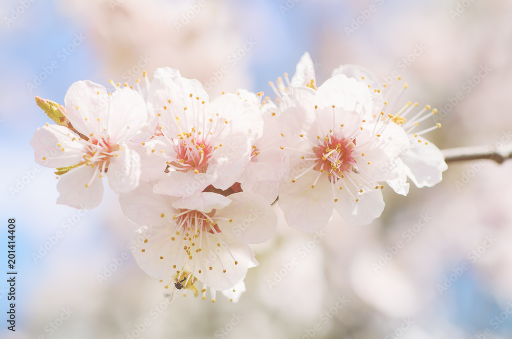 Fototapeta premium Blossoming of the apricot tree in spring time with white beautiful flowers. Macro image with copy space. Natural seasonal background.