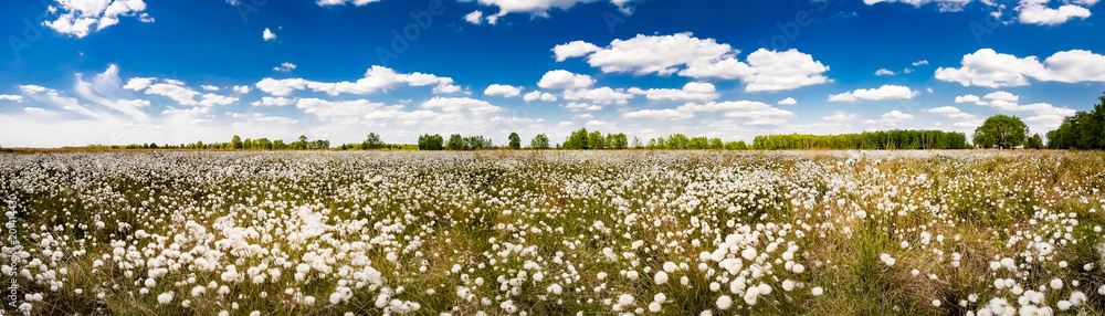 Wollgras im Moorgebiet im Sommer, Panorama Wollgras im Moorgebiet im Sommer, Panorama