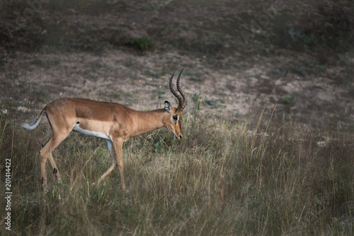 Lone Male Impala © Tom
