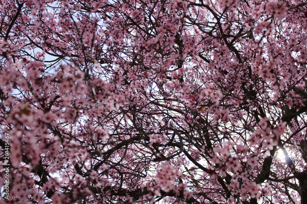 Colorful and relaxing garden with cherry blossom tree in Riopar, Albacete. Colorful and relaxing garden with cherry blossom tree in Riopar, Albacete.