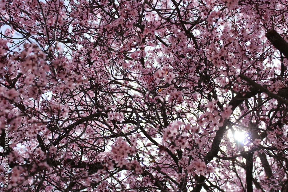 Colorful and relaxing garden with cherry blossom tree in Riopar, Albacete. Colorful and relaxing garden with cherry blossom tree in Riopar, Albacete.