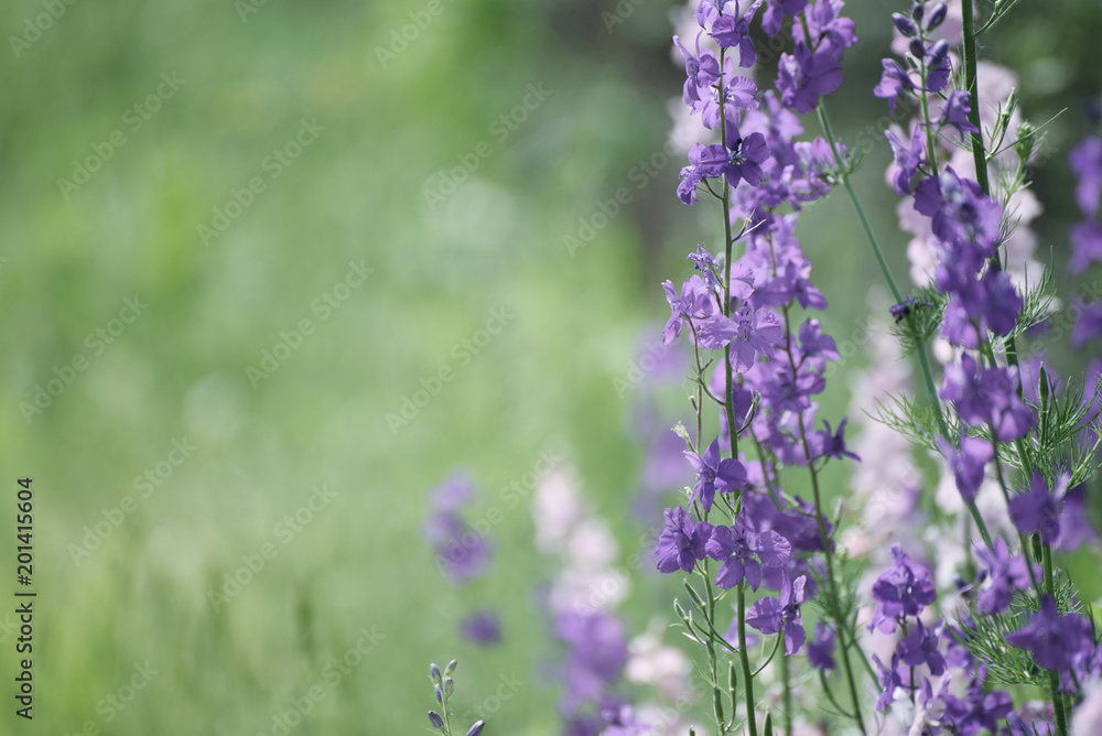 Obraz premium Background from tender soft violet blue beautiful flowers, floral vintage background
