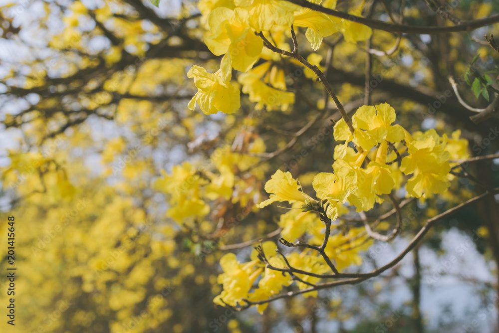 yellow flowers bloom in spring