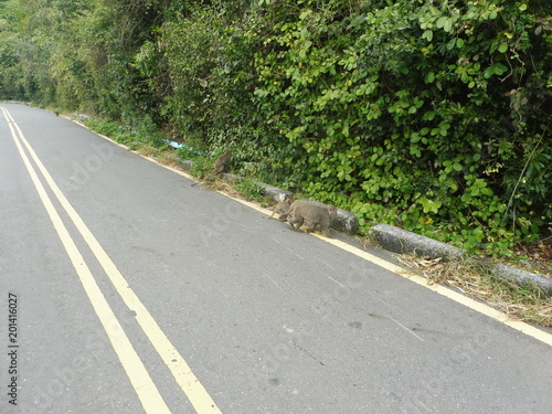 wild Formosan rock macaques next to khoasiung, taiwan