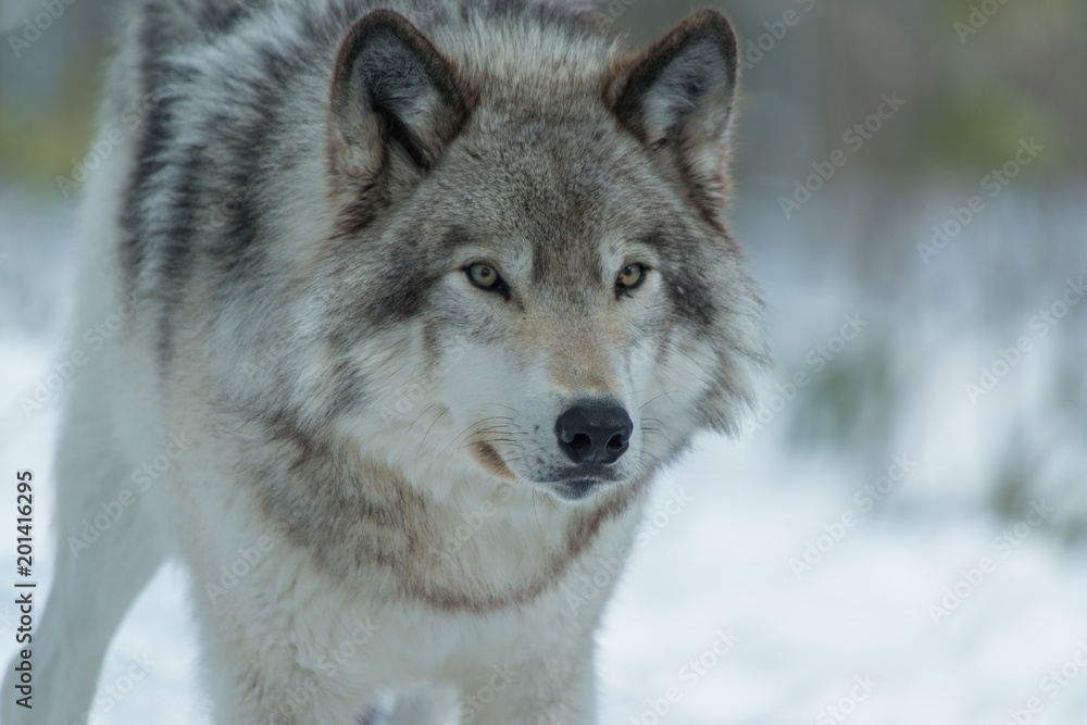 Fototapeta premium Timber Wolf