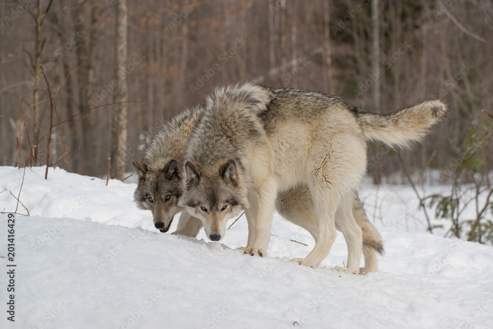 Obraz premium Timber Wolf