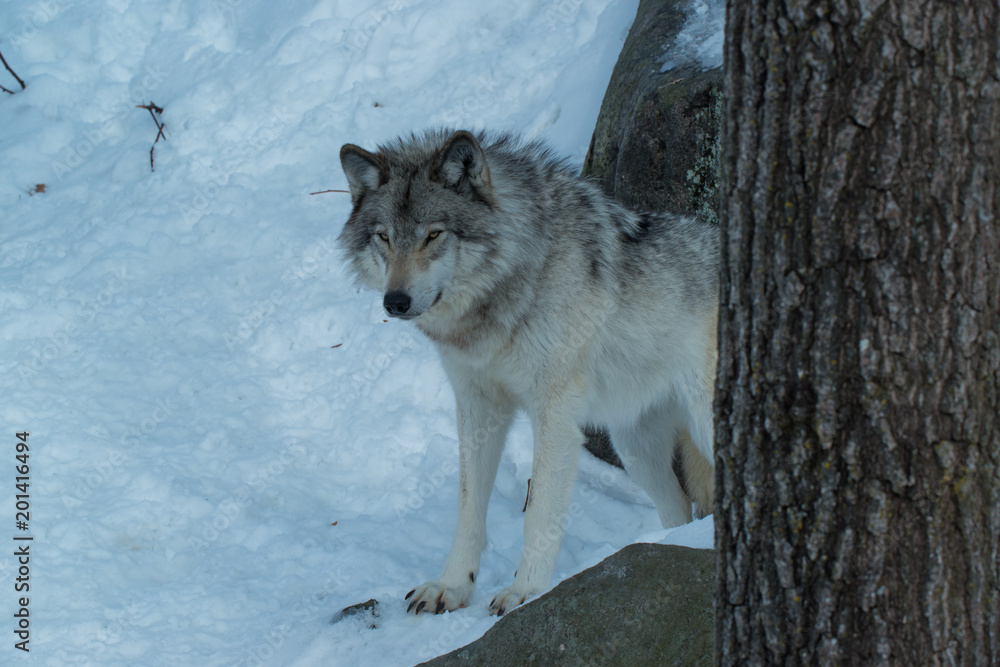 Obraz premium Timber Wolf