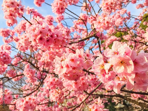 Sakura of Nakameguro  Tokyo  Japan