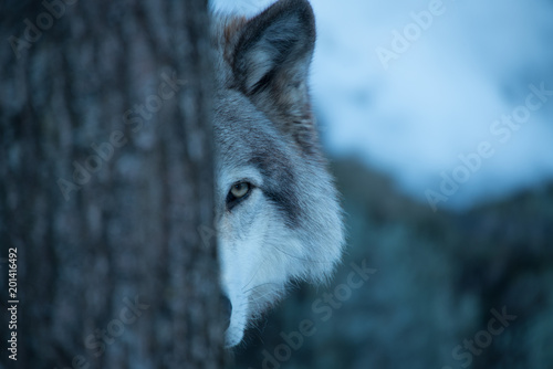 Peek A-boo with a Timber Wolf photo