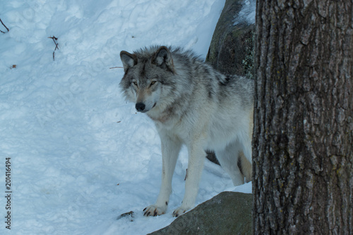 Timber Wolf © ryan